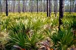 Upland Forest